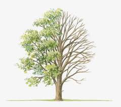 Attēlu rezultāti vaicājumam “Ulmus glabra”