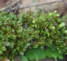 Attēlu rezultāti vaicājumam “Fissidens bryoides sporophyte”