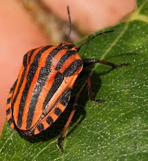 Attēlu rezultāti vaicājumam “Graphosoma lineatum imago”