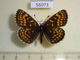 Attēlu rezultāti vaicājumam “Mellicta athalia”