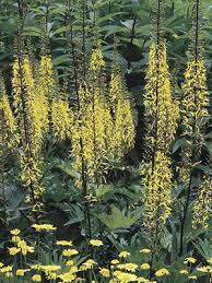 Attēlu rezultāti vaicājumam “Ligularia sibirica leaf”