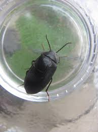 Attēlu rezultāti vaicājumam “Prionychus ater”