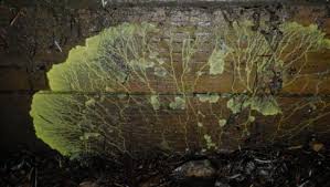 Attēlu rezultāti vaicājumam “Leocarpus fragilis spores”