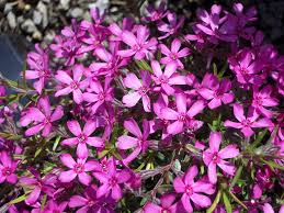 Image result for Phlox (großblumig)