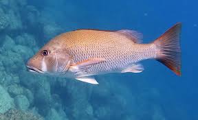 Image result for Lutjanus jocu