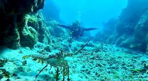 Image result for Exe To Sea Diving