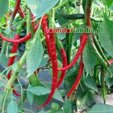 Afbeeldingsresultaat voor joe long cayenne hot pepper