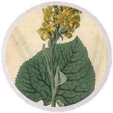 Attēlu rezultāti vaicājumam “Ligularia sibirica”