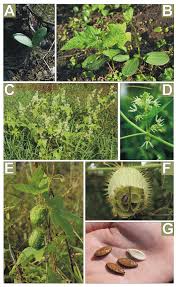 Attēlu rezultāti vaicājumam “Echinocystis lobata leaf”