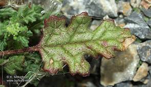 Image result for Chenopodium botrys