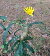 Attēlu rezultāti vaicājumam “Aulacidea hieracii”