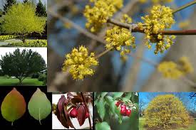 Attēlu rezultāti vaicājumam “Cornus mas flower”