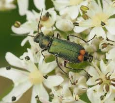 Attēlu rezultāti vaicājumam “Malachidae”