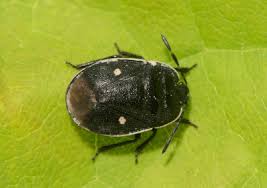 Attēlu rezultāti vaicājumam “Adomerus biguttatus”