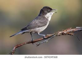 Attēlu rezultāti vaicājumam “Sylvia curruca adult”