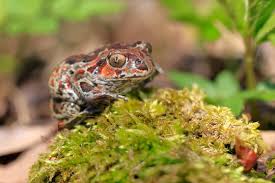 Attēlu rezultāti vaicājumam “Pelobates fuscus”