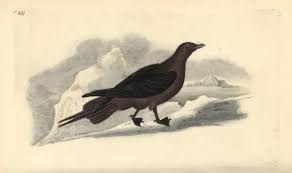 Attēlu rezultāti vaicājumam “Stercorarius parasiticus”