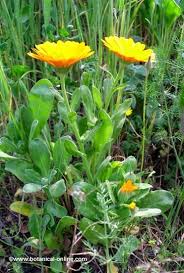 Attēlu rezultāti vaicājumam “Calendula officinalis leaf”