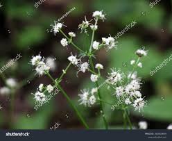 Attēlu rezultāti vaicājumam “Sanicula europaea”