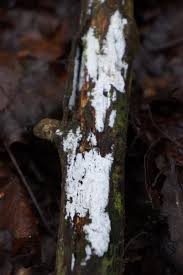 Attēlu rezultāti vaicājumam “Brefeldia maxima young”