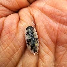 Attēlu rezultāti vaicājumam “Oniscus asellus”