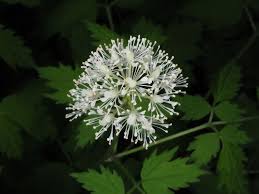 Attēlu rezultāti vaicājumam “Actaea spicata”