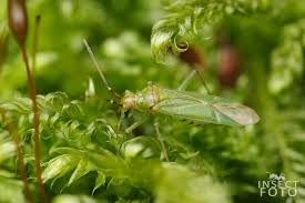 Attēlu rezultāti vaicājumam “Blepharidopterus angulatus”