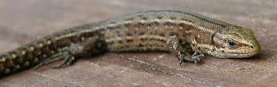 Attēlu rezultāti vaicājumam “Lacerta vivipara”