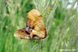 Attēlu rezultāti vaicājumam “Plagodis dolabraria”