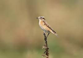 Attēlu rezultāti vaicājumam “Saxicola rubetra adult”