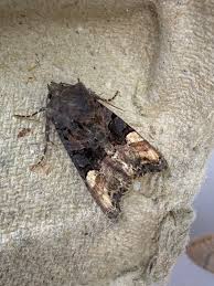 Attēlu rezultāti vaicājumam “Euplexia lucipara”