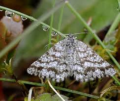 Attēlu rezultāti vaicājumam “Ematurga atomaria male”