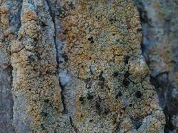 Attēlu rezultāti vaicājumam “Chaenotheca ferruginea”