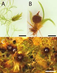 Attēlu rezultāti vaicājumam “Saelania glaucescens sporophyte”