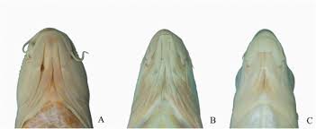 Image result for Cyprinus multitaeniatus