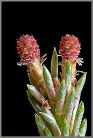 Attēlu rezultāti vaicājumam “Pinus sylvestris male flower”