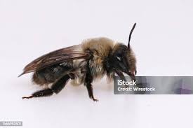 Attēlu rezultāti vaicājumam “Andrena vaga”