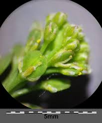 Attēlu rezultāti vaicājumam “Lepidium densiflorum bud”