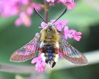 Attēlu rezultāti vaicājumam “Hemaris fuciformis”