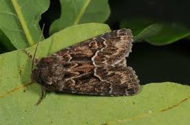 Attēlu rezultāti vaicājumam “Thalpophila matura”