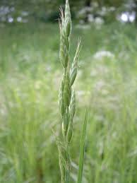 Attēlu rezultāti vaicājumam “Bromus hordeaceus subsp. hordaceus fruit”