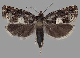 Attēlu rezultāti vaicājumam “Epiblema grandaevana”