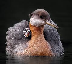 Attēlu rezultāti vaicājumam “Podiceps grisegena adult”