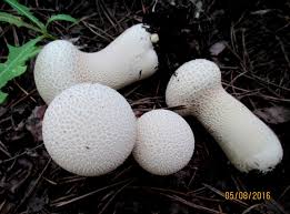 Attēlu rezultāti vaicājumam “Calvatia excipuliformis”