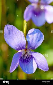 Attēlu rezultāti vaicājumam “Viola riviniana flower”
