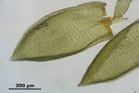 Attēlu rezultāti vaicājumam “Pterigynandrum filiforme”