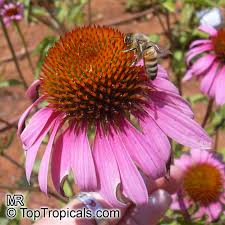 Attēlu rezultāti vaicājumam “Echinacea purpurea”