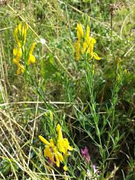 Image result for Genista tinctoria