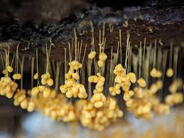 Attēlu rezultāti vaicājumam “Badhamia affinis spores”