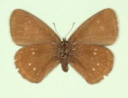 Attēlu rezultāti vaicājumam “Aphantopus hyperantus underside”